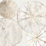 Sea Patterns II by Aimee Wilson