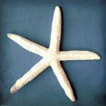 Sea Star II by Diana Brennan