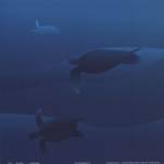 Sea Turtles I by Laurent Mansier