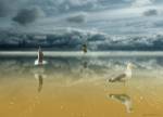 Seagulls on the Beach by Carlos Casamayor