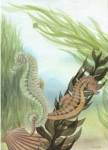 Seahorse Serenade IV by Charles Alexander