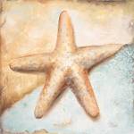 Seashell Collection II by Patricia Pinto