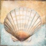Seashell Collection III by Patricia Pinto