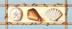 Seashells by Kathy Middlebrook