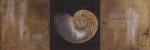 Seashells II by Patricia Pinto