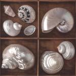 Seashells Treasures I by Assaf Frank