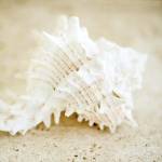 Seashore Shells II by Brookview Studio