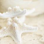 Seashore Stars by Brookview Studio