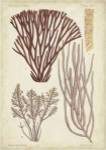 Seaweed Specimen in Coral I by Vision Studios