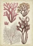 Seaweed Specimen in Coral II by Vision Studios