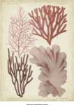 Seaweed Specimen in Coral III by Vision Studios