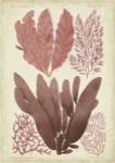 Seaweed Specimen in Coral IV by Vision Studios