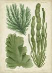 Seaweed Specimen in Green I by Vision Studios