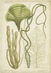 Seaweed Specimen in Green II by Vision Studios