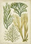 Seaweed Specimen in Green III by Vision Studios