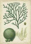 Seaweed Specimen in Green IV by Vision Studios