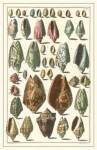 Seba Shell Collection I by Albertus Seba