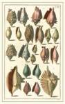 Seba Shell Collection III by Albertus Seba
