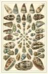 Seba Shell Collection V by Albertus Seba