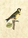 Selby Birds I by John Prideaux Selby