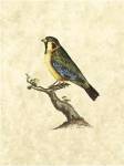 Selby Birds II by John Prideaux Selby