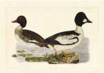 Selby Duck I by John Prideaux Selby
