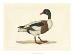 Selby Duck II by John Prideaux Selby