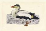 Selby Duck III by John Prideaux Selby