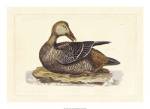 Selby Duck IV by John Prideaux Selby