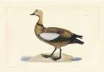 Selby Duck V by John Prideaux Selby