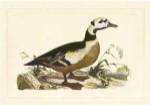 Selby Duck VI by John Prideaux Selby
