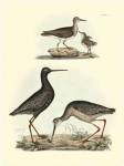 Selby Sandpipers I by John Prideaux Selby