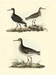 Selby Sandpipers II by John Prideaux Selby