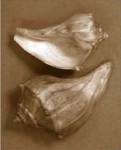 Sensual Shells I by Renee Stramel