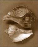 Sensual Shells II by Renee Stramel