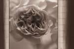Sepia Blossom by Randy Hibberd
