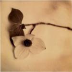 Sepia Dogwoods I by Heather Johnston