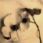 Sepia Dogwoods II by Heather Johnston