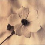 Sepia Dogwoods IV by Heather Johnston