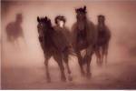 Sepia Horses by Gary Crandall