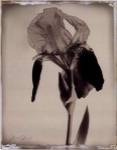 Sepia Iris by Deborah Schenck