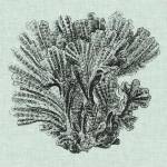 Serene Coral I by Vision Studios