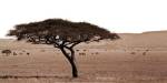 Serengeti Horizons I by Boyce Watt