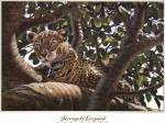 Serengeti Leopard by Don Balke