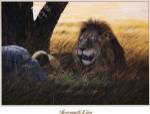 Serengeti Lion by Don Balke