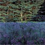 Shadowed Meadow, Sunlit Pines by Jon R. Friedman