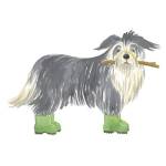 Shaggy Dog I by Kate Mawdsley