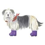 Shaggy Dog II by Kate Mawdsley