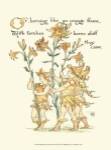 Shakespeare's Garden VIII (Lily) by Walter Crane