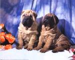 Shar Pei Pups by C. Nikolson